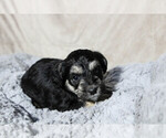 Small Photo #1 Schnoodle (Miniature) Puppy For Sale in AURORA, CO, USA