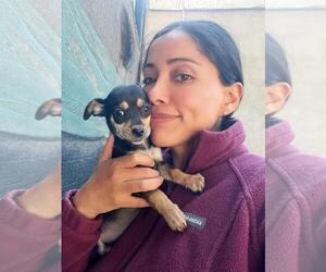 Chiweenie Dogs for adoption in San Diego, CA, USA