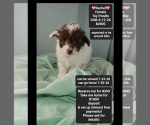 Poodle (Toy) Puppy for sale in TUCSON, AZ, USA