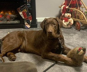 Father of the Labrador Retriever puppies born on 04/29/2025