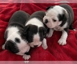 Small #4 Boston Terrier