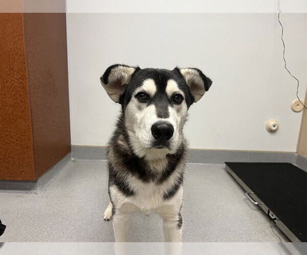Medium Photo #2 Siberian Husky Puppy For Sale in Rancho Cucamonga, CA, USA