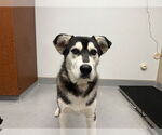 Small #1 Siberian Husky