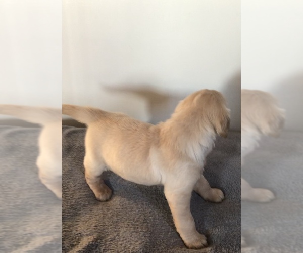 Medium Photo #2 Golden Retriever Puppy For Sale in APPLE CREEK, OH, USA