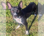 SUN FLOWER - Female Fox Terrier (Toy) Dog for Adoption - Small photo