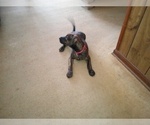Small Photo #6 American Pit Bull Terrier-Doberman Pinscher Mix Puppy For Sale in BRIGHTON, MI, USA
