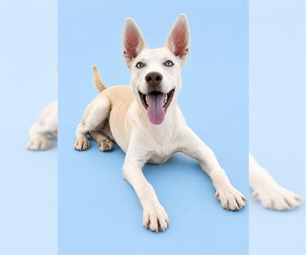 Medium Photo #1 Siberian Husky-Unknown Mix Puppy For Sale in HESPERIA, CA, USA