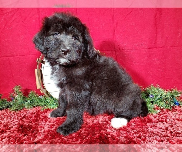Medium Photo #8 Bernedoodle Puppy For Sale in BLACK FOREST, CO, USA