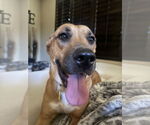 Small #1 Boxer Mix