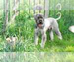 Cooper - Male Schnauzer (Giant) Puppy for Sale - Photo #6