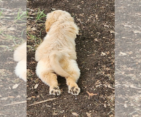 Medium Photo #3 Goldendoodle Puppy For Sale in WACO, TX, USA