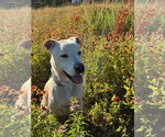 Small #2 Labrador Retriever Mix