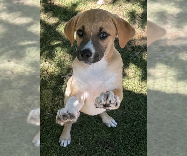 Medium Photo #2 Labsky Puppy For Sale in Aurora, IN, USA