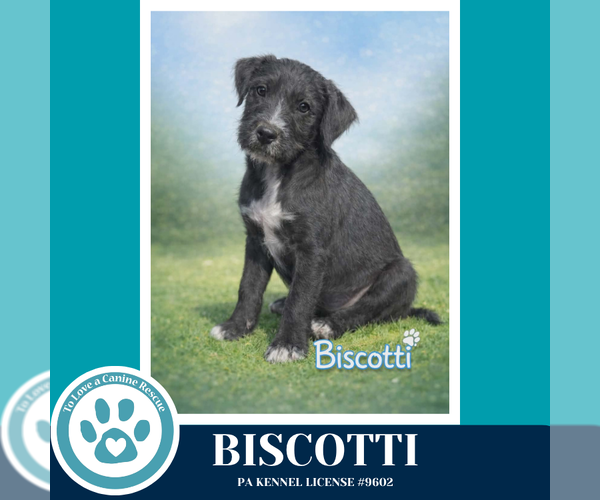 Medium Photo #2 Labrador Retriever-Unknown Mix Puppy For Sale in Kimberton, PA, USA