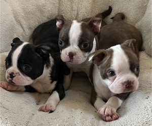 Boston Terrier Litter for sale in KALONA, IA, USA