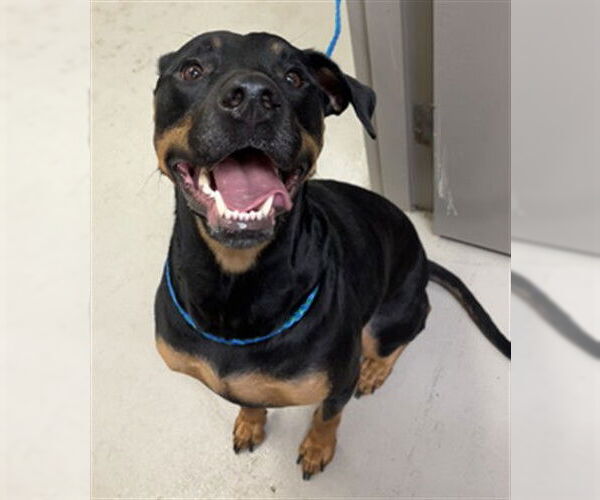 Medium Photo #1 Rottweiler-Unknown Mix Puppy For Sale in Sanford, FL, USA