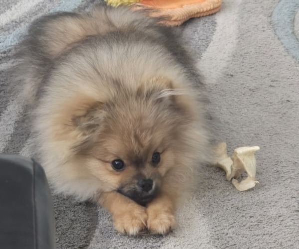 Medium Photo #3 Pomeranian Puppy For Sale in MENIFEE, CA, USA
