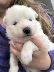 Samoyed Puppy for sale in ROCHESTER, NY, USA