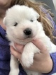 Small Photo #1 Samoyed Puppy For Sale in ROCHESTER, NY, USA