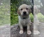 Puppy Sam Golden Retriever