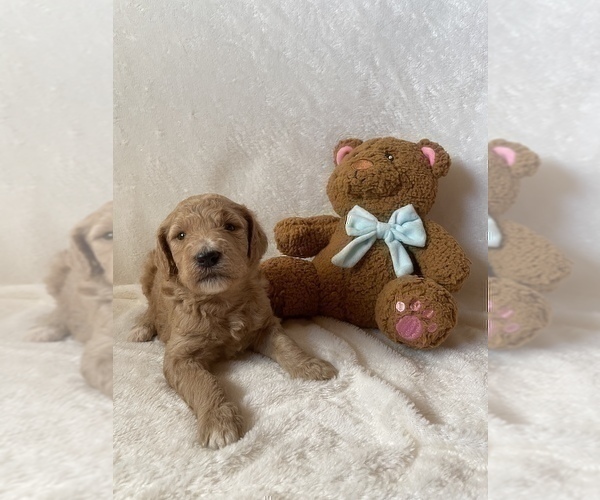 Medium Photo #4 Goldendoodle Puppy For Sale in CHESNEE, SC, USA