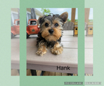 Puppy Puppy 2 Yorkshire Terrier