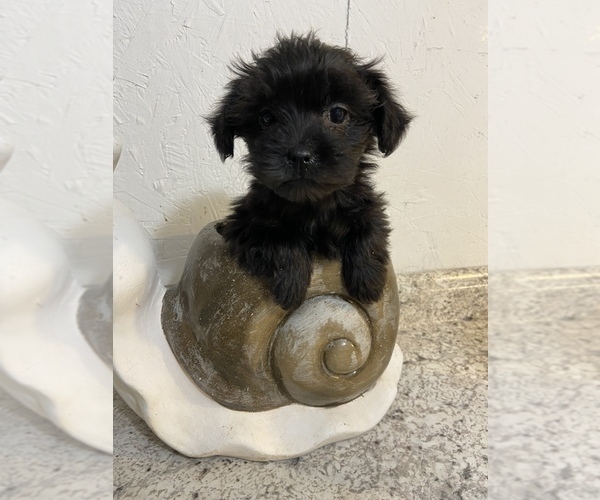 Medium Photo #2 -Poodle (Miniature) Mix Puppy For Sale in GREENVILLE, NC, USA