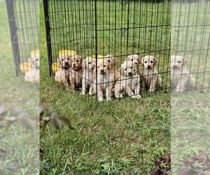 Goldendoodle Puppy for sale in VANDERBILT, MI, USA