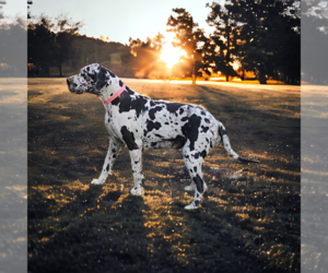 Mother of the Great Dane puppies born on 05/11/2025