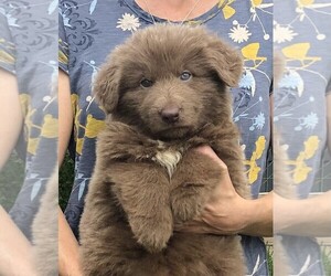 German Shepherd Dog Puppy for sale in OSTRANDER, OH, USA