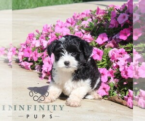 Goldendoodle (Miniature) Puppy for sale in OXFORD, PA, USA