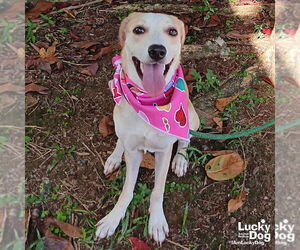 Labrador Retriever-Unknown Mix Dogs for adoption in Washington, DC, USA