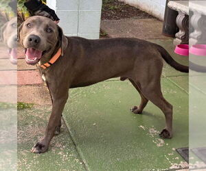 Labmaraner Dogs for adoption in Rustburg, VA, USA