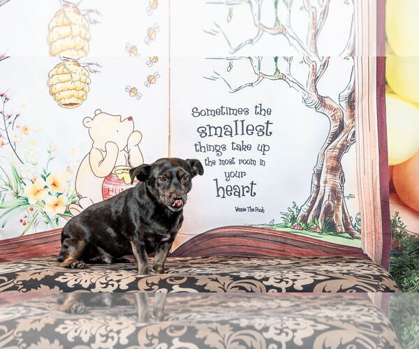 Medium Photo #1 Dorgi Puppy For Sale in Pittsburg, CA, USA