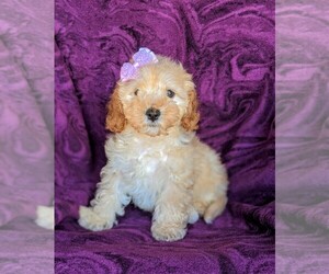 Cavachon-Poodle (Miniature) Mix Puppy for sale in AIRVILLE, PA, USA