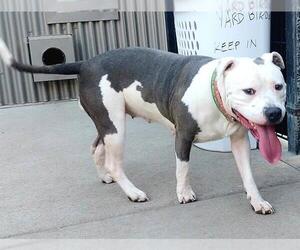 Mutt Dogs for adoption in Sacramento, CA, USA