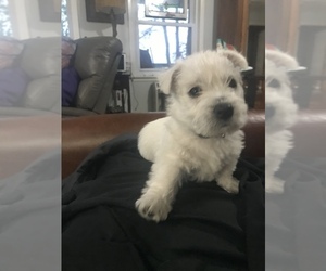 West Highland White Terrier Puppy for sale in ZWOLLE, LA, USA