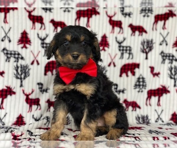 Medium Photo #1 F2 Aussiedoodle Puppy For Sale in LANCASTER, PA, USA