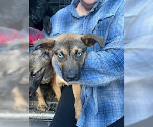 German Shepherd Dog-Unknown Mix Dogs for adoption in columbia, SC, USA