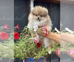 Small #2 Pomeranian