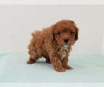 Small Photo #5 Poodle (Miniature) Puppy For Sale in CLARK, MO, USA