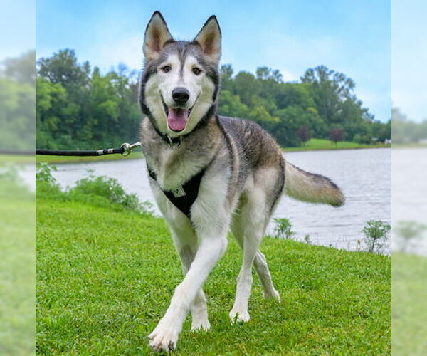 Medium Photo #3 Siberian Husky Puppy For Sale in Omaha, NE, USA