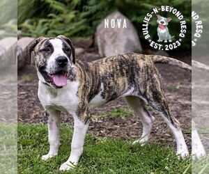 Nova - Female American Bandogge Dog for Adoption - Photo #3