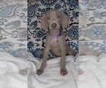 Small Photo #2 Weimaraner Puppy For Sale in LEWISBURG, KY, USA