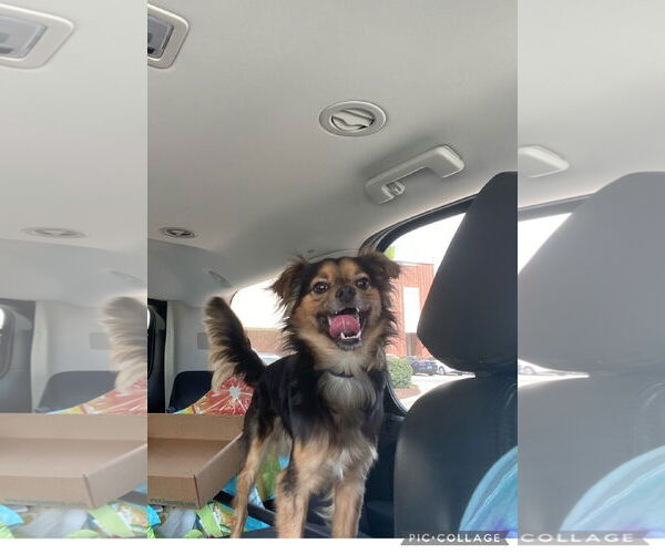 Medium Photo #5 Chihuahua-Unknown Mix Puppy For Sale in Holly Springs, NC, USA