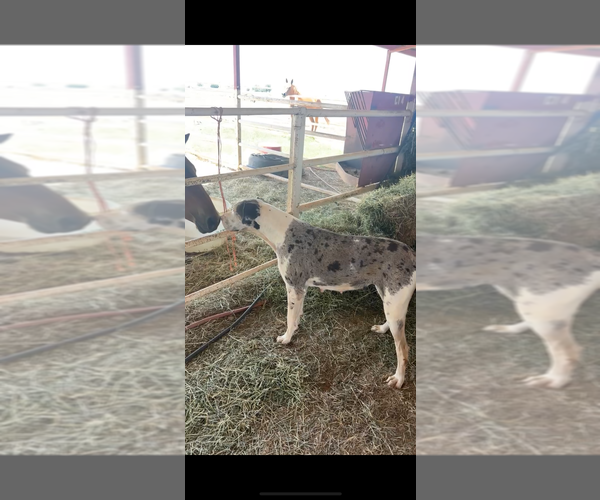Medium Photo #2 Great Dane Puppy For Sale in ODESSA, TX, USA