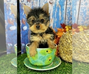 Yorkshire Terrier Puppy for sale in CASSVILLE, MO, USA