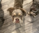 Small #4 French Bulldog