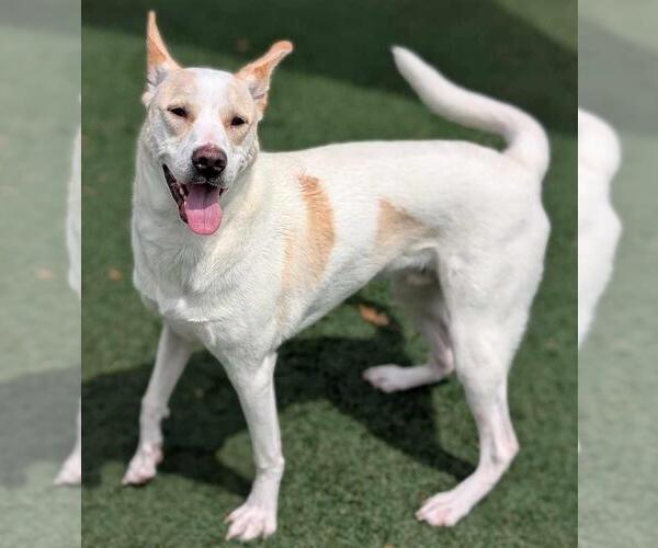 Medium Photo #4 Mutt Puppy For Sale in Rockwall, TX, USA