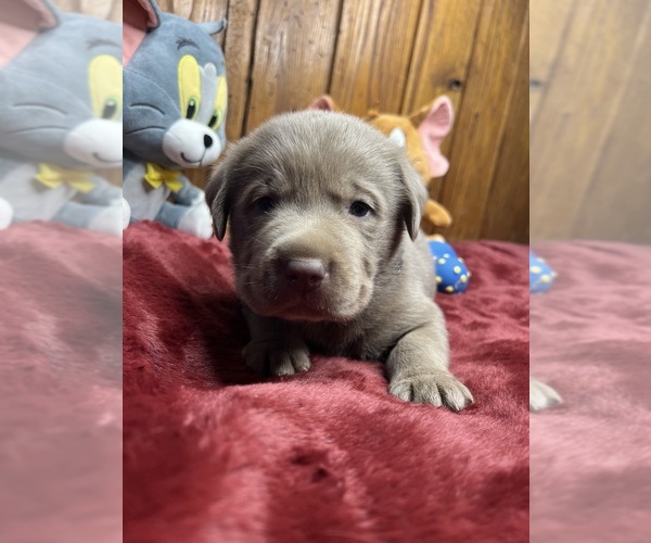 Medium Photo #6 Labrador Retriever Puppy For Sale in NEOLA, WV, USA